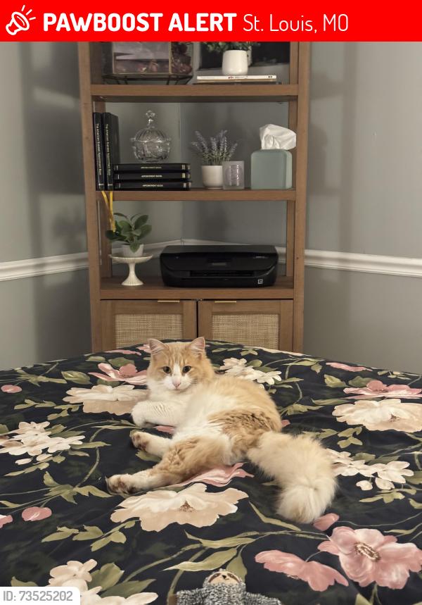 Lost Female Cat last seen Near Franz Park + Wilkinson Elementary, St. Louis, MO 63139