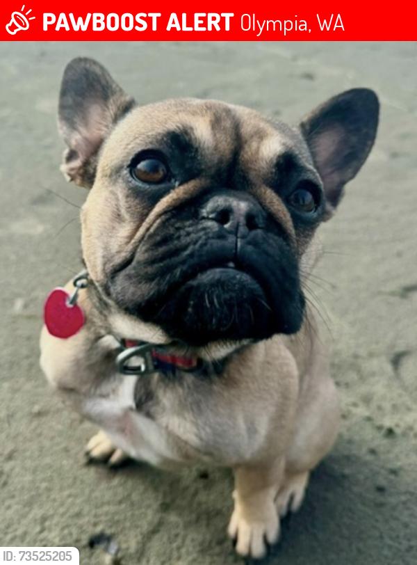 Lost Female Dog last seen 20th and Grove, Olympia, WA 98502