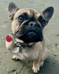 Lost Female Dog last seen 20th and Grove, Olympia, WA 98502