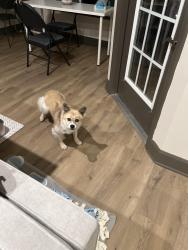 Reunited Male Dog last seen The view on Canton, Cartersville, GA 30121