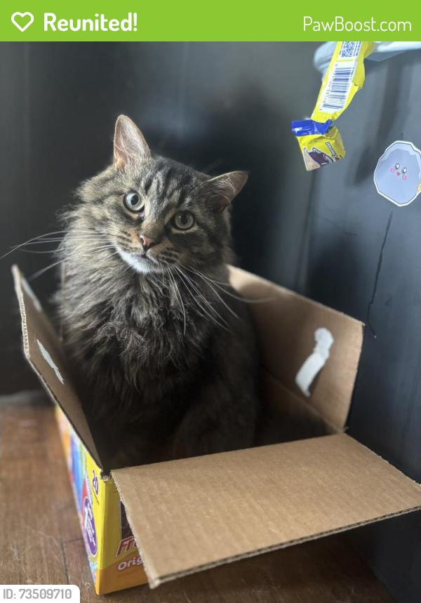 Reunited Male Cat last seen University ave, Green Bay, WI 54302