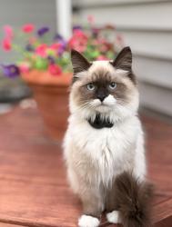 Lost Female Cat last seen Potter Rd and Belsay Rd, Burton, MI 48509