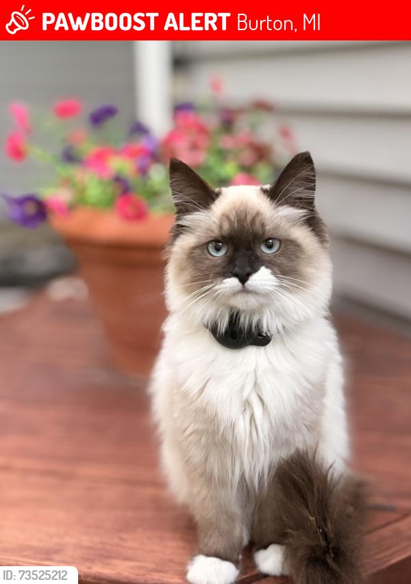 Lost Female Cat last seen Potter Rd and Belsay Rd, Burton, MI 48509