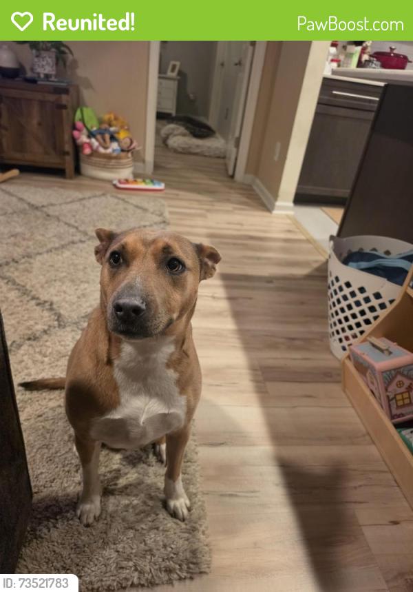 Reunited Female Dog last seen Providence Hills, Matthews, NC 28105