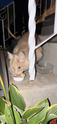 Found/Stray Unknown Cat last seen Near West Irving Park Road, Chicago, IL, USA, Chicago, IL 60634