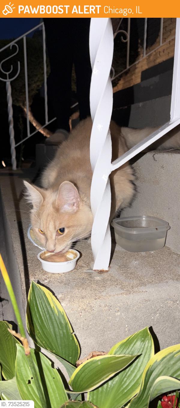 Found/Stray Unknown Cat last seen Near West Irving Park Road, Chicago, IL, USA, Chicago, IL 60634
