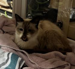 Reunited Female Cat last seen Little Mill Rd, Buford, GA 30518