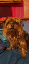 Lost Male Dog last seen Near zues theater, Waynesboro, VA 22980