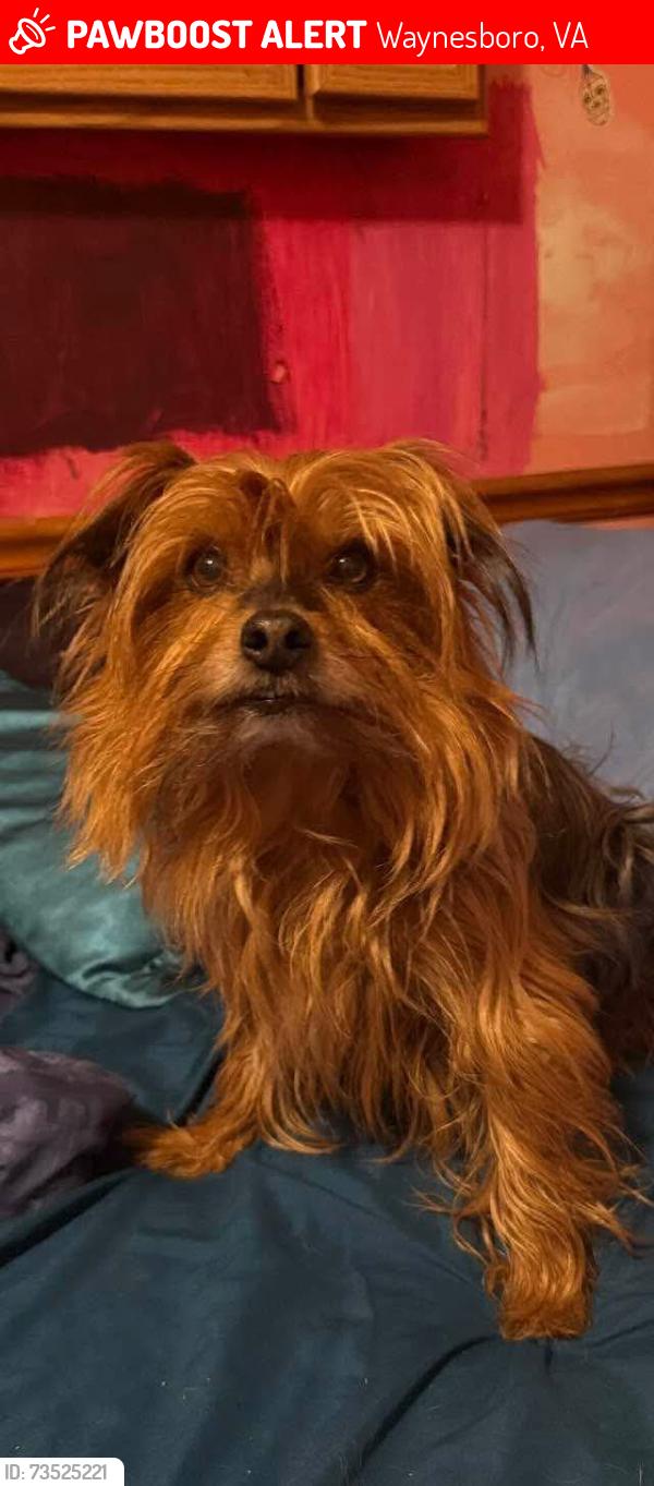 Lost Male Dog last seen Near zues theater, Waynesboro, VA 22980