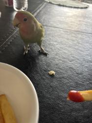 Lost Unknown Bird last seen manganese st, Henderson, NV 89015