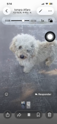 Found/Stray Male Dog last seen Av beach vlv, Anaheim, CA 92815