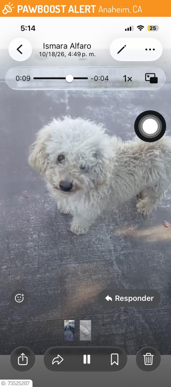 Found/Stray Male Dog last seen Av beach vlv, Anaheim, CA 92815