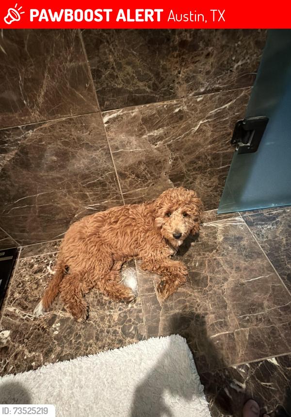 Lost Female Dog last seen Congress avenue and 2nd street, Austin, TX 78701