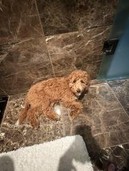 Lost Female Dog last seen Congress avenue and 2nd street, Austin, TX 78701