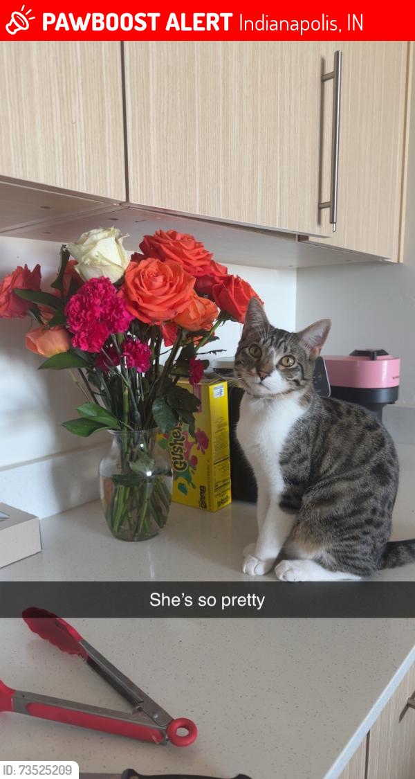 Lost Female Cat last seen MLK park, Indianapolis, IN 46208