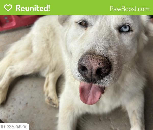 Reunited Male Dog last seen Troth St, Jurupa Valley, CA 91752, USA, Jurupa Valley, CA 91752