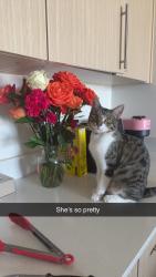 Lost Female Cat last seen MLK park, Indianapolis, IN 46208