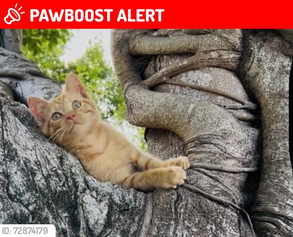 Lost Male Cat last seen S. A St. and 6 Avenue, Lake Worth Beach, FL 33460