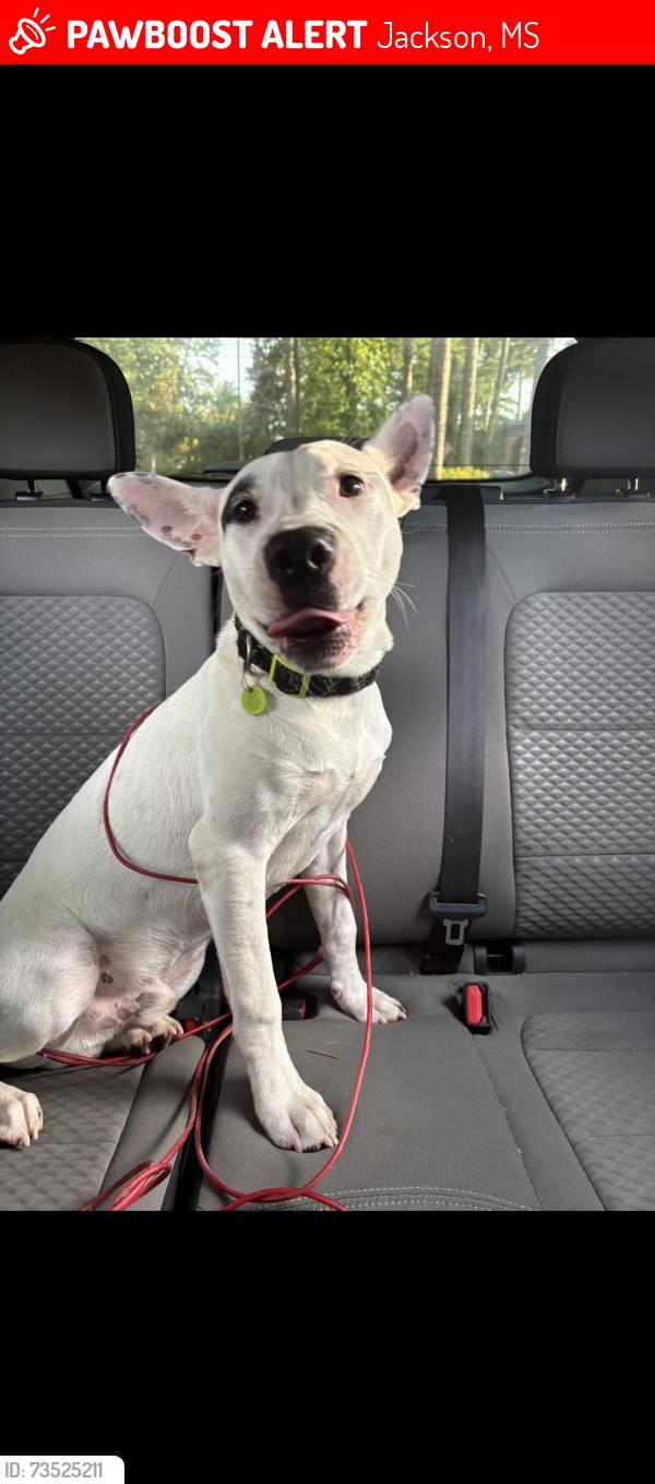 Lost Male Dog last seen Old canton rd, Jackson, MS 39206