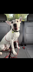 Lost Male Dog last seen Old canton rd, Jackson, MS 39206