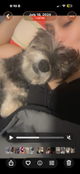 Reunited Female Dog last seen Buckingham Dr., Davenport, FL 33896