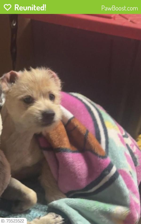 Reunited Male Dog last seen West Rd, Houston, TX 77064