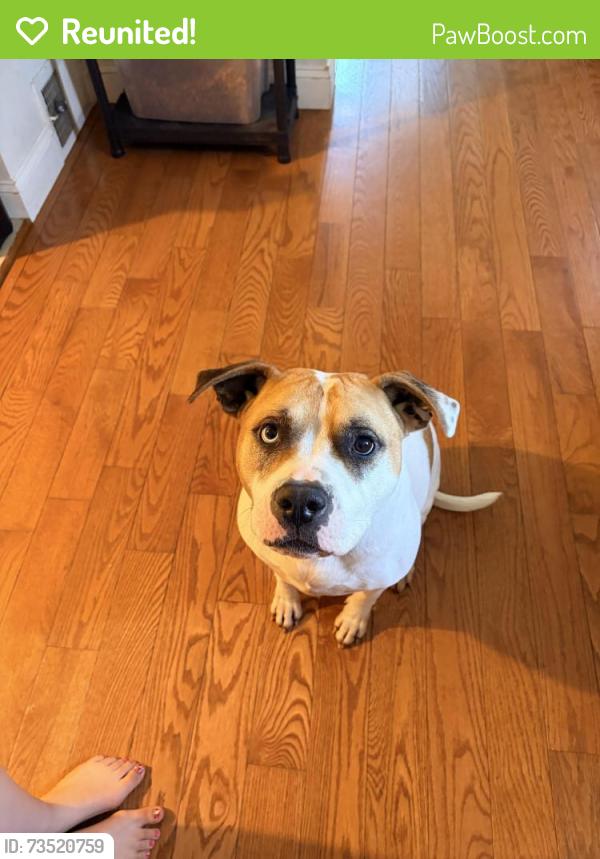 Reunited Female Dog last seen Back yard of 142 Maple Hill Road, Wilmington, DE 19804
