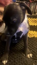 Lost Female Dog last seen Elder st and Warruga pl Greensborough VIC 3088, Greensborough, VIC 3088