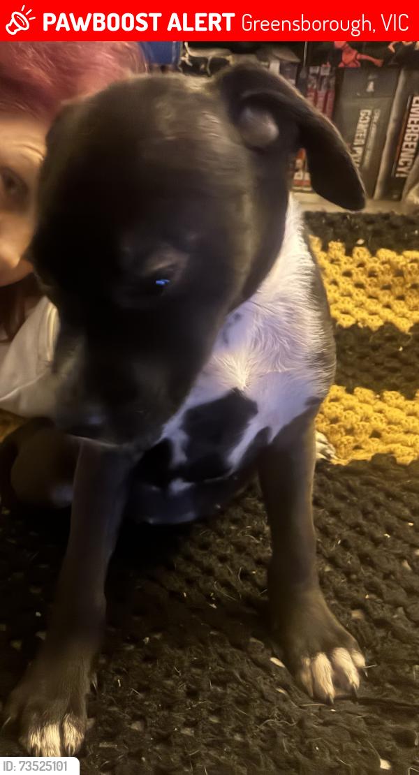 Lost Female Dog last seen Elder st and Warruga pl Greensborough VIC 3088, Greensborough, VIC 3088