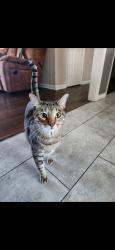 Reunited Male Cat last seen Mitchell, Arlington, TX 76010