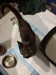 Found/Stray Male Cat last seen Hilliard Tire and Auto Center, Hilliard, OH 43026