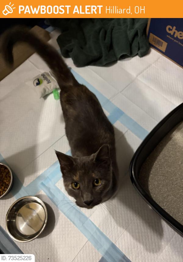 Found/Stray Male Cat last seen Hilliard Tire and Auto Center, Hilliard, OH 43026