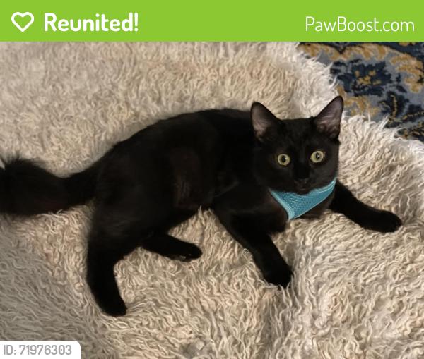 Reunited Female Cat last seen Rock Creek and KOA way, Auburn, AL 36832