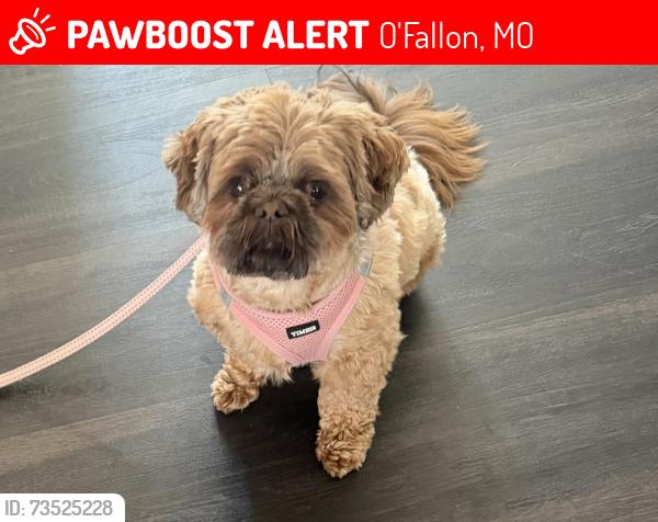 Lost Female Dog last seen Near SSR-N O Fallon, MO 63368 United States, O'Fallon, MO 63368