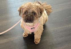 Lost Female Dog last seen Near SSR-N O Fallon, MO 63368 United States, O'Fallon, MO 63368