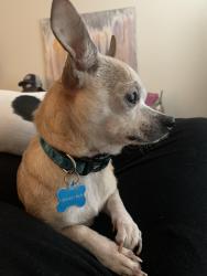 Reunited Male Dog last seen Crestview Rd, Brushy Creek Rd, McAlister Rd, Easley, SC 29642