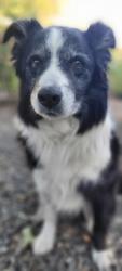 Reunited Male Dog last seen Howard Avenue near Howard Elementary and Mace Rd, Medford, OR 97501