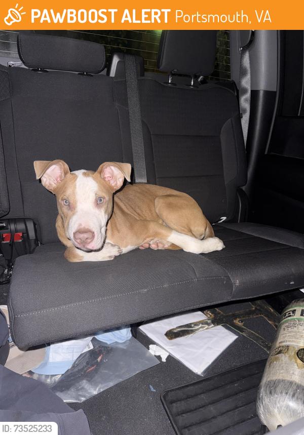 Found/Stray Male Dog last seen Portsmouth Pavilion, Portsmouth, VA 23704