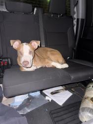 Found/Stray Male Dog last seen Portsmouth Pavilion, Portsmouth, VA 23704