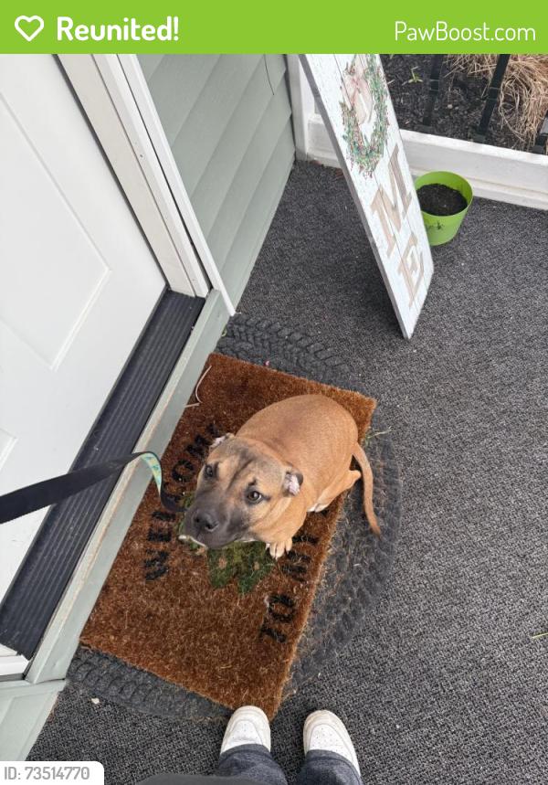 Reunited Female Dog last seen Perry and stafford, Plainfield, IN 46168