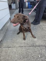 Reunited Female Dog last seen 164th /mcgillivray, Vancouver, WA 98683