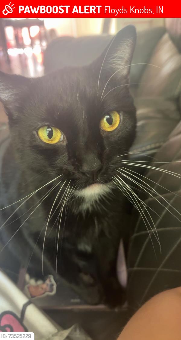 Lost Male Cat last seen Highway 150, Floyds Knobs, IN 47119