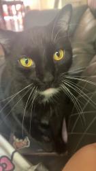 Lost Male Cat last seen Highway 150, Floyds Knobs, IN 47119