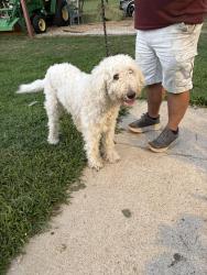 Found/Stray Male Dog last seen Near Roots Garden Center, Burleson, TX 76028
