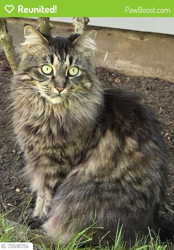 Reunited Female Cat last seen NE SENATE & NE 37TH, Portland, OR 97212
