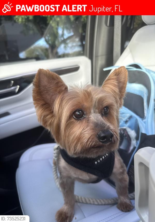 Lost Male Dog last seen W Indies Ln and Bimini Rd, Jupiter, FL 33469