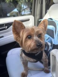 Lost Male Dog last seen W Indies Ln and Bimini Rd, Jupiter, FL 33469