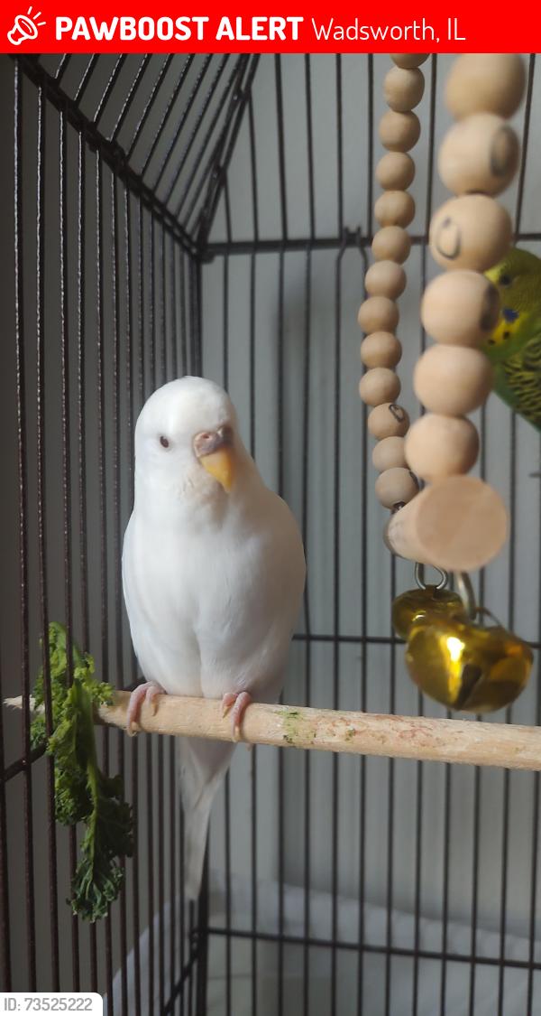 Lost Female Bird last seen Wisconsin border N, Wadsworth, IL 60083