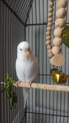 Lost Female Bird last seen Wisconsin border N, Wadsworth, IL 60083