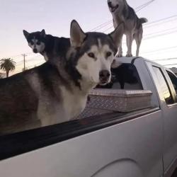 Lost Male Dog last seen Marlyland pkwy/ Charleston ave, Las Vegas, NV 89101